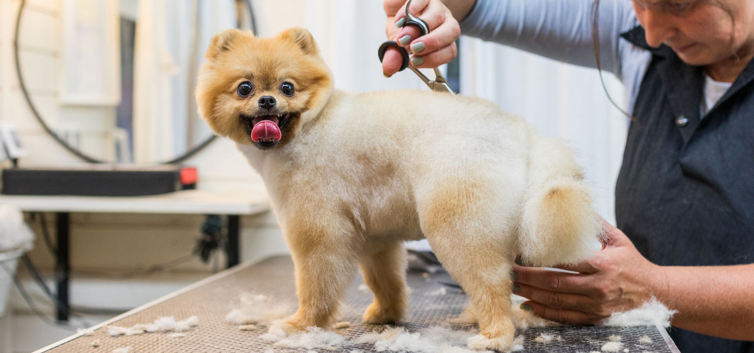 toilettage canin.jpg